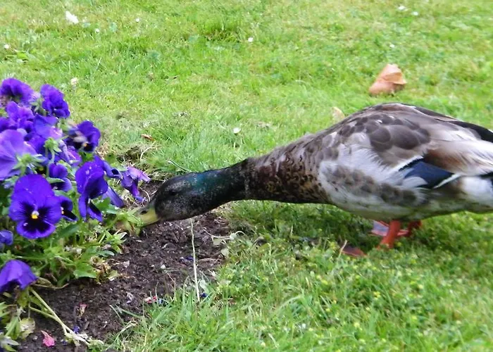 La Roseliere 2* Carentan